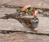 White-throated Sparrow